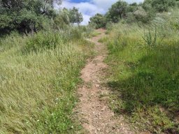 Flora del Cerro Masatrigo